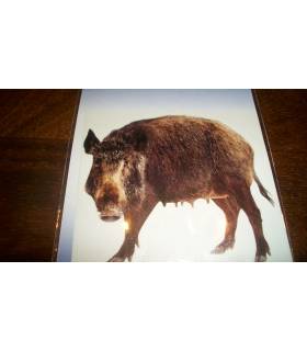pegatina de jabali en color de 8cmx8cm