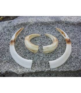 bocas de jabali de 17 a 18,5 cm