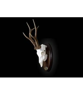 naturalizacion de corzo en craneo