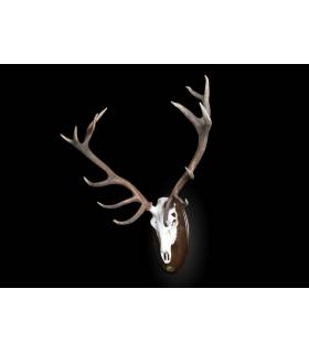 naturalizacion de ciervo en craneo