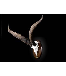 naturalizacion de macho montes en craneo