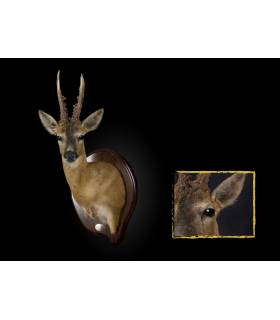 naturalizacion en piel de corzo