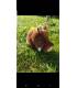 Peluche jabali con sonido 20 cm