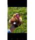 Peluche jabali con sonido 20 cm